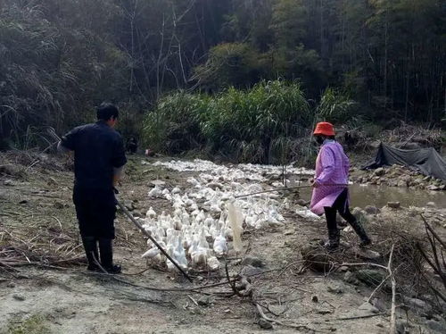 強化水污染治理 打造王臺碧水藍天