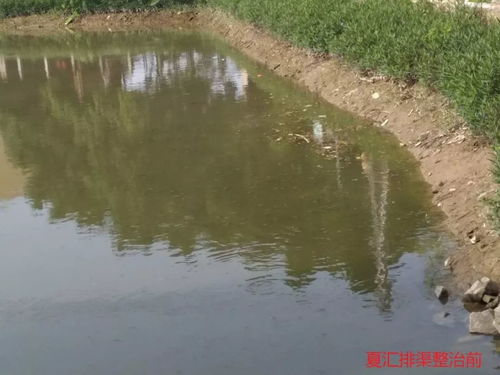 叮 這是東莞水污染治理的答卷，請您閱卷